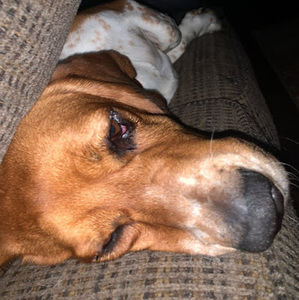 Meet your Posher, Reid